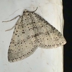 Colostygia multistrigaria