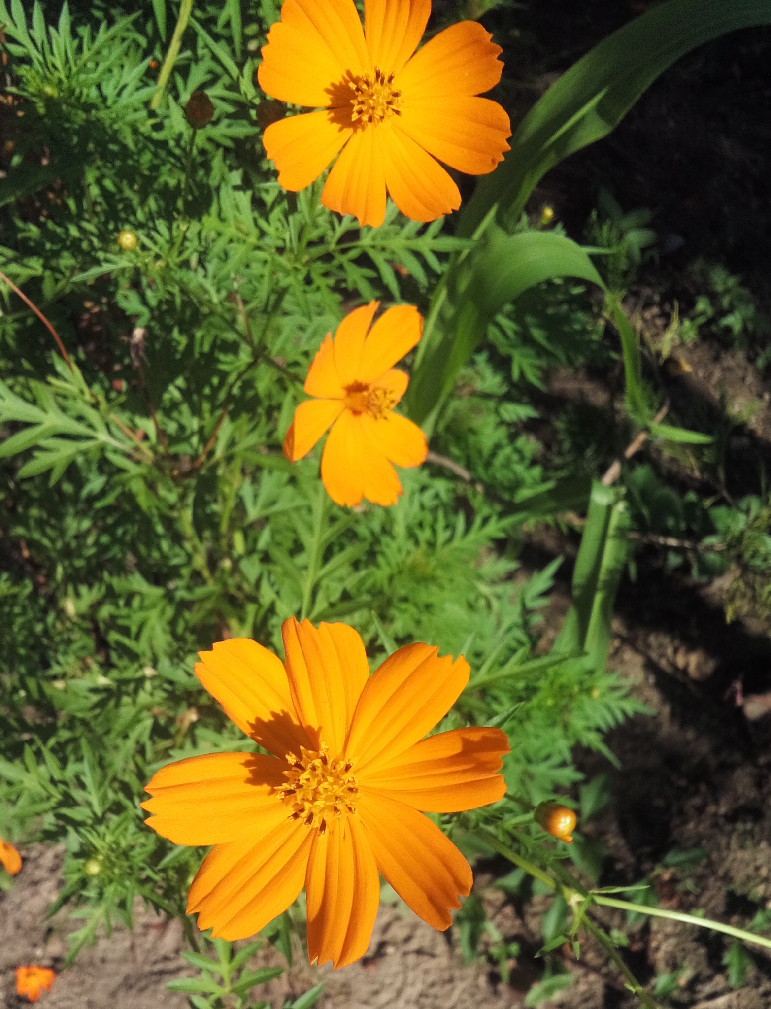 Cosmos sulphureus