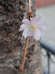 Prunus