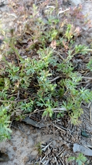 Ammoselinum butleri