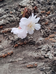 Prunus