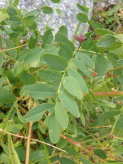 Hedysarum caucasicum