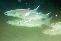 Crenimugil crenilabis