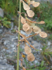 Hedysarum caucasicum