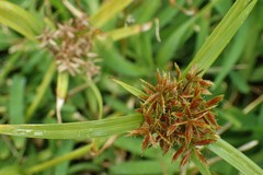 Cyperus intactus