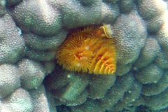 Spirobranchus corniculatus