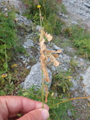 Hedysarum caucasicum