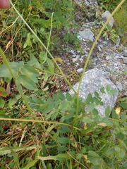 Hedysarum caucasicum