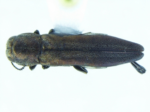 Agrilus aeneocephalus · iNaturalist