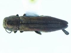 Agrilus aeneocephalus