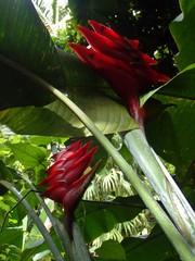 Heliconia imbricata