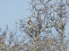 Falco columbarius