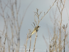 Phylloscopus collybita