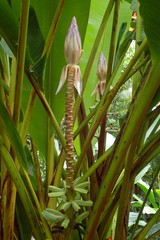 Musa gracilis