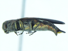Agrilus aeneocephalus