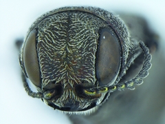 Agrilus aeneocephalus