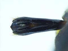 Agrilus aeneocephalus