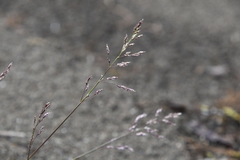 Poa arctica