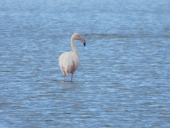 Phoenicopterus roseus