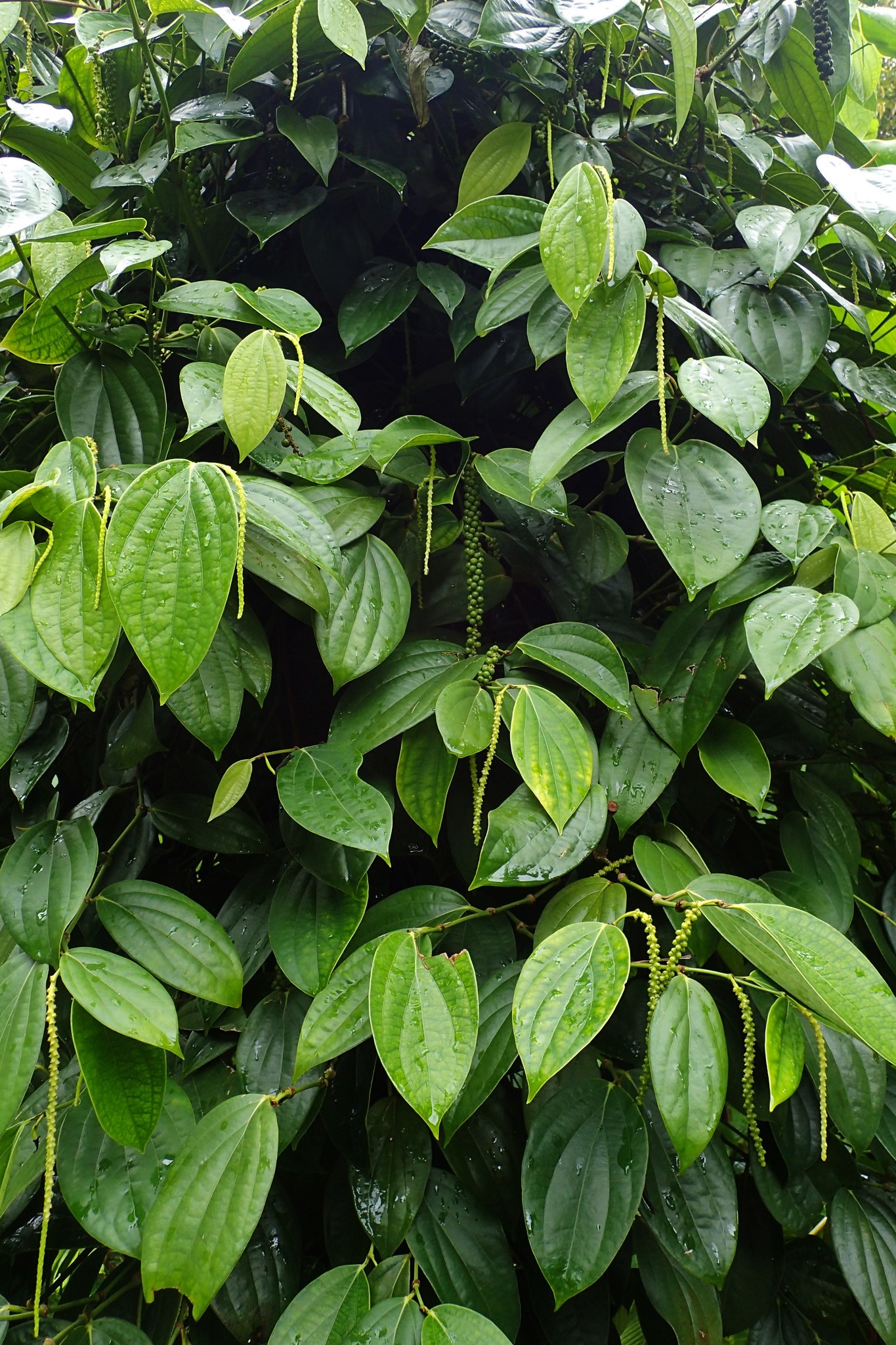 Planta de Pimienta negra (Piper nigrum)