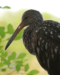 Aramus guarauna image