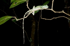 Enyalius catenatus