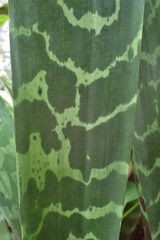 Sansevieria metallica