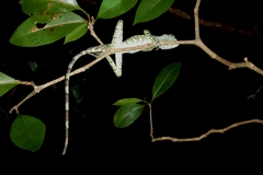 Enyalius catenatus