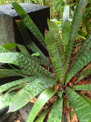 Sansevieria metallica