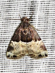 Ozarba hemiochra