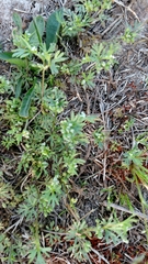 Ammoselinum butleri