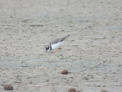 Charadrius hiaticula