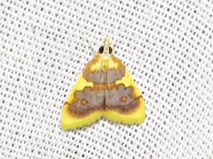 Sameodesma xanthocraspia