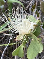 Capparis canescens