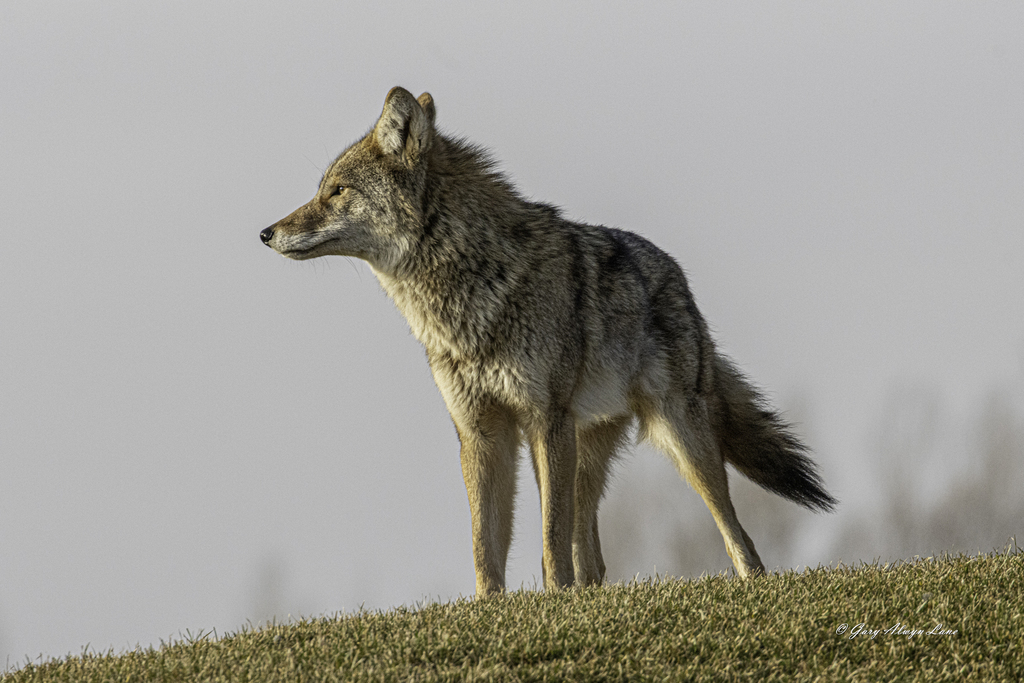Coyote standing on a rise against plain sky, Simcoe County, Ontario
