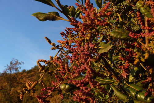 Morella javanica observed 2012-10-12