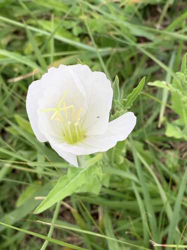 Oenothera tetraptera iNat (3)