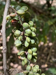 Guioa acutifolia