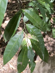 Guioa acutifolia