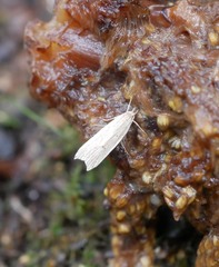 Donacostola notabilis