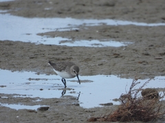 Calidris alpina