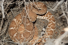 Crotalus ruber ruber
