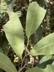 Guioa acutifolia