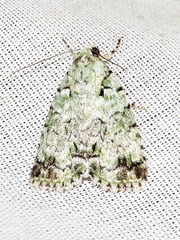 Blenina squamifera