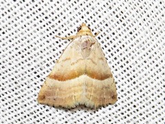 Eublemma mesophaea