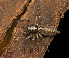 Adoxotoma nodosa