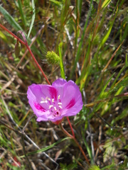 Clarkia gracilis sonomensis