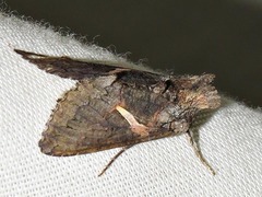 Vittaplusia vittata