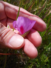 Clarkia gracilis sonomensis