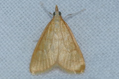 Anania crocealis